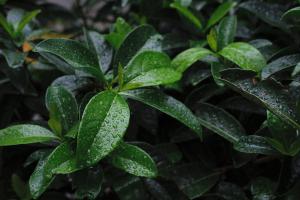 Upoznajemo začine: Lovor (Laurus Nobilis lat.)