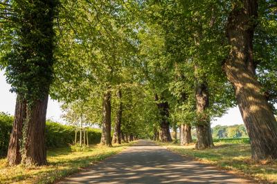 Javni poziv za izbor članova radne grupe za analizu stanja javnog gradskog zelenila