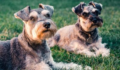 Pet znakova koji pokazuju da kućni ljubimac ima neki problem