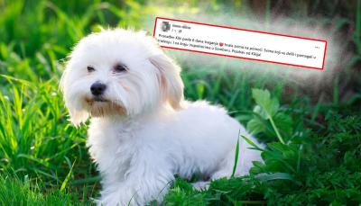 AGONIJA TRAJALA ŠEST DANA Ivani pas nestao u Grčkoj pa posle šest dana PRONAĐEN U SOMBORU