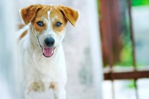 Znakovi koji ukazuju da je vaš pas nesrećan ili pod stresom