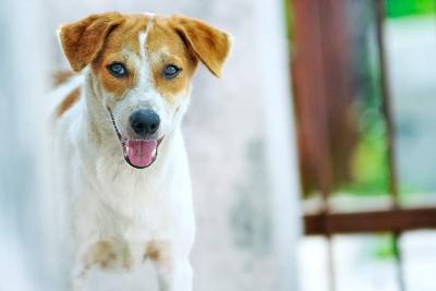 Znakovi koji ukazuju da je vaš pas nesrećan ili pod stresom