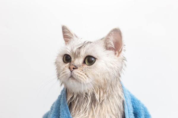 Tri razloga zašto mačke ne vole vodu