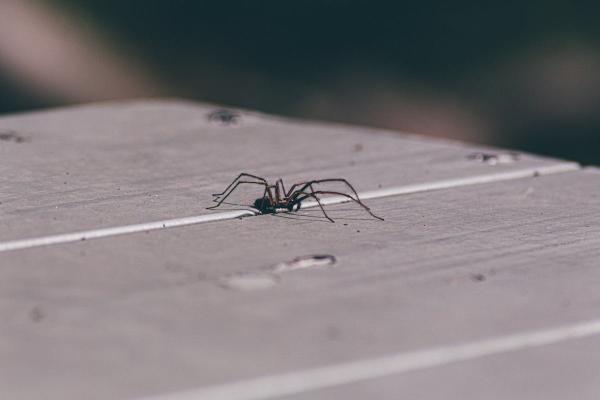 Tri jednostavna trika kojima ćete oterati paukove iz kuće