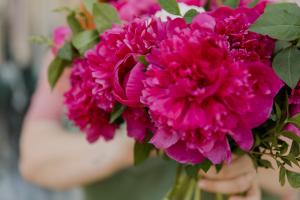 Biljka koja priziva sreću i blagostanje u dom: Svaka kuća treba da je ima