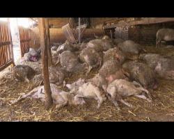 Na poljoprivrednom gazdinstvu u Somboru pronađene zaklane ovce
