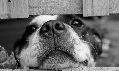 Promene boje nosa kod pasa – koji su razlozi i ima li povoda za zabrinutost?