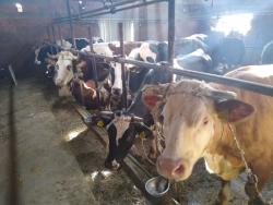 Pomoć za 80 gazdinstava koja se bave mlečnim govedarstvom