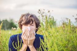 Prijave za vlasnike placeva u Somboru koji ne uništavaju ambroziju: Alergija uzima maha