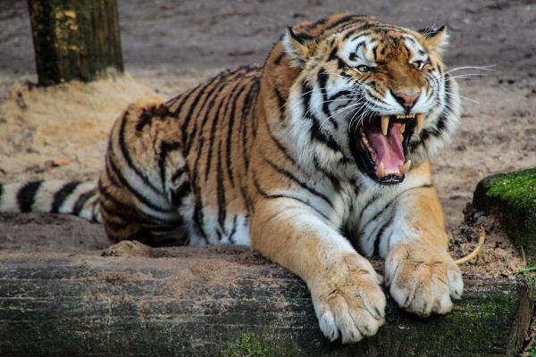 Danski zoo vrt traži od ljudi da doniraju neželjene ljubimce kako bi hranili grabljivice i oponašali 