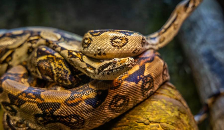 „I zmija treba da se prošeta“: Kako pravilno držati ove ljubimce u stanu