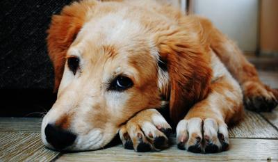 7 skrivenih znakova da vaš pas trpi bolove