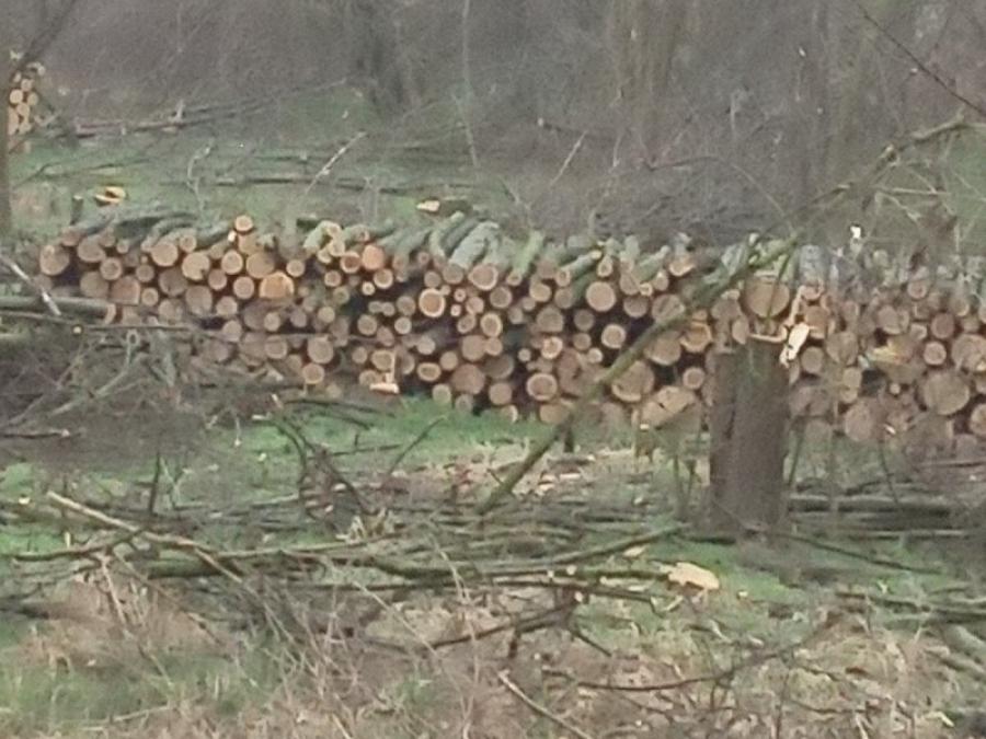 Lovci odžačke opštine apeluju: Sprečimo dalju seču šuma u Bačkom Brestovcu