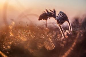 Snovi se potpuno menjaju pred smrt: Naučno istraživanje otkrilo šta su ljudi sanjali na izmaku života - jedna stvar se ponavlja