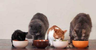 Najzdravija hrana za mačke! Kako napraviti dobar izbor?