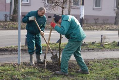 U toku sadnja više od 100 novih sadnica na ulicama Sombora