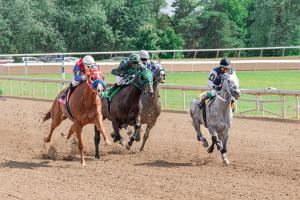 U nedelju na somborskom hipodromu skoro pedeset grla iz trinaest konjičkih klubova