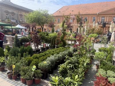 Sajam cveća u Somboru
