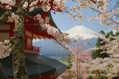 Kako da primeniš hanami, japansku umetnost uživanja u trenutku, koja stišava mentalnu buku