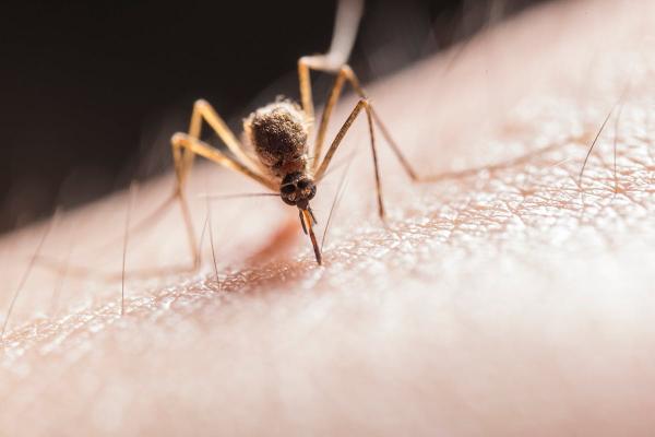 Nije virus Zapadnog Nila: SZO izdala hitno saopštenje, bolest koju prenose komarci predstavlja opasnost za ceo svet