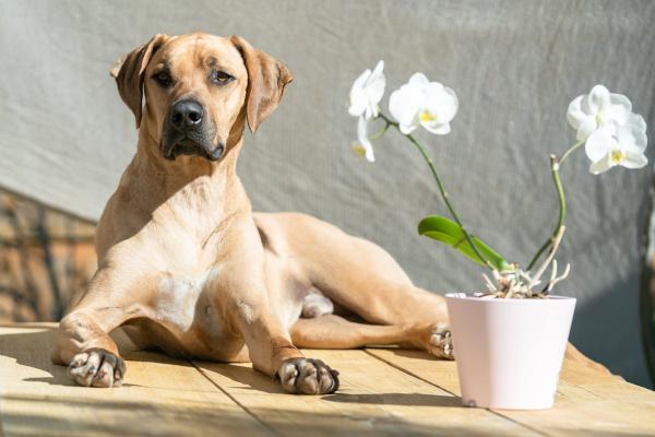 Ove vrste cveća mogu biti vrlo opasne za kućne ljubimce, upozorava veterinar