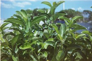 Najlepša živa ograda bez mnogo truda? Rešenje je ova biljka