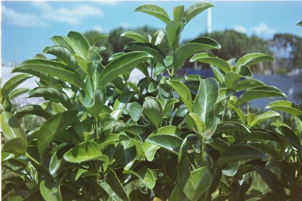 Najlepša živa ograda bez mnogo truda? Rešenje je ova biljka