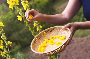 Ništa ne čisti pluća tako dobro kao ova biljka VIDEO
