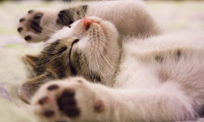Leče nesanicu i smanjuju rizik od alergija: Naučnici otkrili zašto su mačke idealni ljubimci