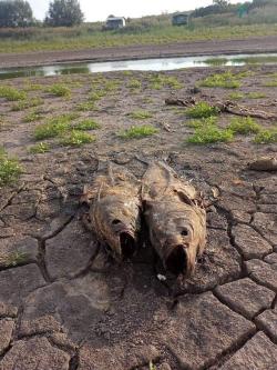 Strava i užas na Čonopljanskom jezeru: Mrtve ribe na sve strane, ispucala zemlja, prizor apokaliptičan
