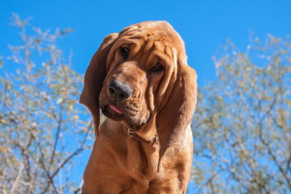 Veliki su, smrde i često živčani: Trener pasa otkrio 3 rase koje nikada ne bi imao