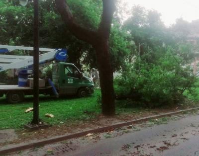 Grane padale širom Sombora. JKP Zelenilo uklanjalo posledice olujnog nevremena