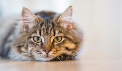 Mačke mogu da drhte u različitim prilikama – postoji nekoliko uzroka