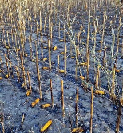 Požar uništio 27 jutara kukuruza između Svetozara Miletića i Čonoplje