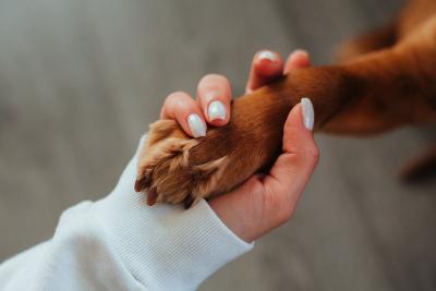 Pet načina na koje ljubimci poboljšavaju zdravlje vašeg srca