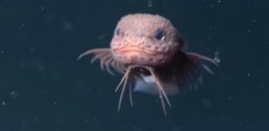 Otkrivena nova vrsta - nasmejana ribica (VIDEO)