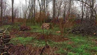LOVCI ZASAD ZAŠTITILI BAGREMOVE : U Bačkom Brestovcu privremeno zaustavljena seča šuma