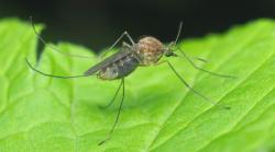 VIRUS ZAPADNOG NILA među komarcima u Srbiji: Evo šta treba da znate o SIMPTOMIMA i KLINIČKOJ SLICI ove bolesti