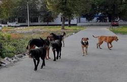 Problem koji nikako da se reši: napušteni psi i dalje napadaju građane Apatina
