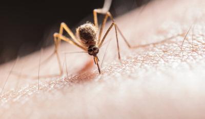 U Somboru tretman suzbijana odraslih komaraca iz vazduha i sa zemlje od 8. jula
