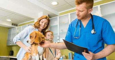 Sterilizacija pasa je važna i ovo treba da znate!